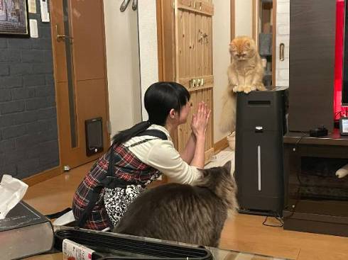 閉じ込められた猫