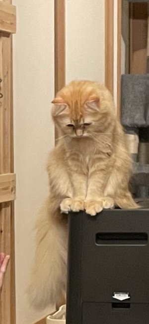 猫 エマちゃん 閉じ込められ 落ち込み