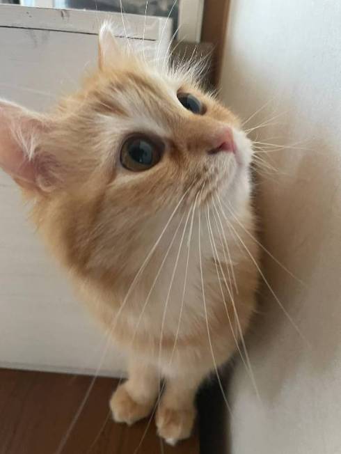 猫 エマちゃん 閉じ込められ 落ち込み