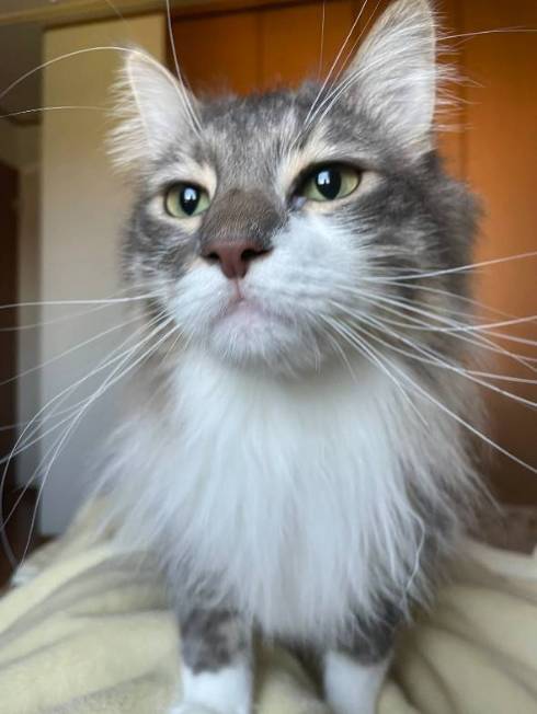 猫 エマちゃん 閉じ込められ 落ち込み レイ君