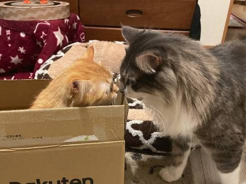 猫 エマちゃん 閉じ込められ 落ち込み