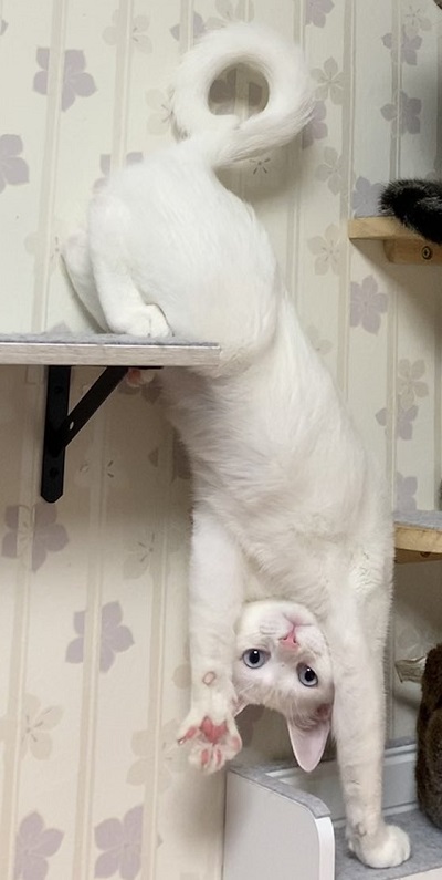 白猫の不思議なポーズ