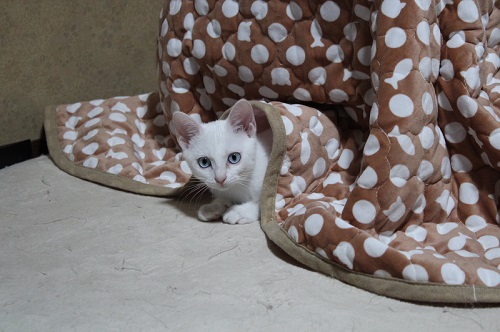 白猫の不思議なポーズ