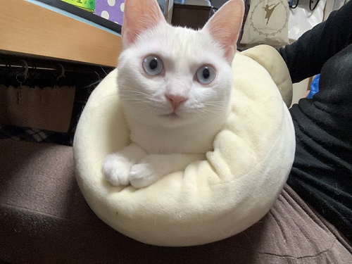 白猫の不思議なポーズ