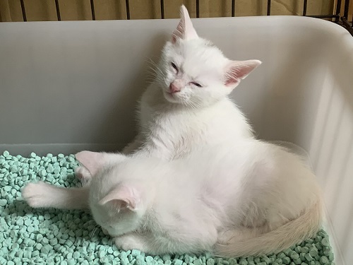 白猫の不思議なポーズ