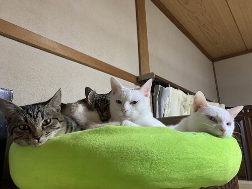 白猫の不思議なポーズ