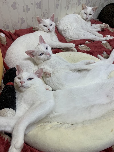 白猫の不思議なポーズ