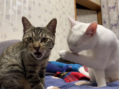 白猫の不思議なポーズ