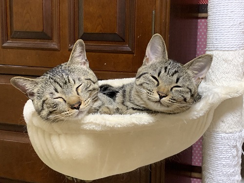 白猫の不思議なポーズ