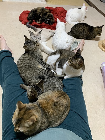 白猫の不思議なポーズ