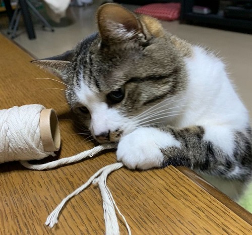 塗り薬を塗るコツ