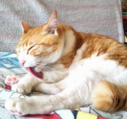 塗り薬を塗るコツ