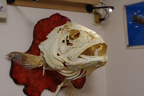 ローストチキン 標本