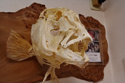 ローストチキン 標本