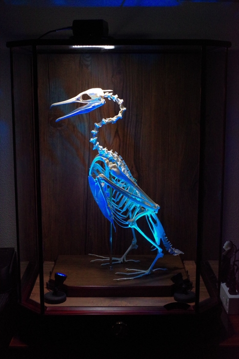 ローストチキン 標本