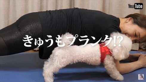 ゆうこす 菅本裕子 モテクリエイター 筋トレ ボディーメイク 愛犬 きゅう もち タイニープードル ナイトルーティーン YouTube