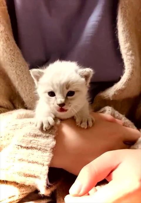子猫先住猫