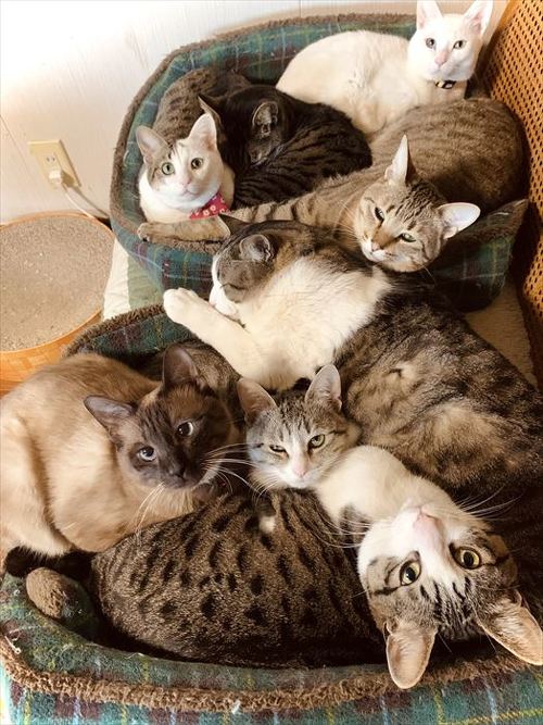 猫
