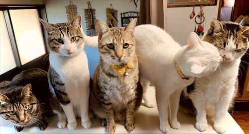 猫