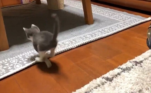 お迎え初日から元気な猫ちゃん