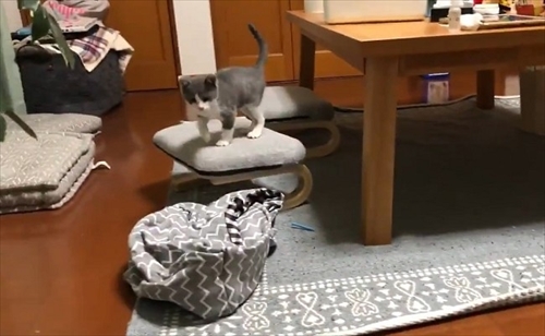 お迎え初日から元気な猫ちゃん