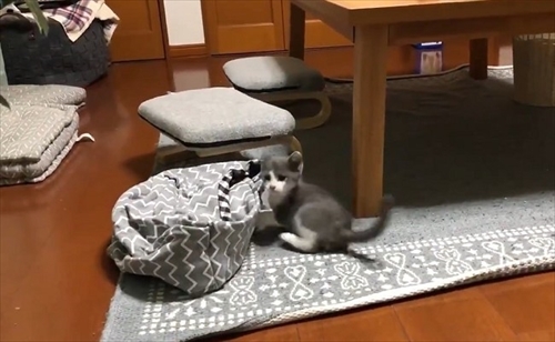 お迎え初日から元気な猫ちゃん