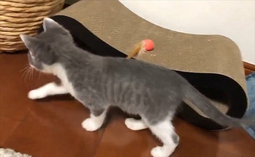 お迎え初日から元気な猫ちゃん