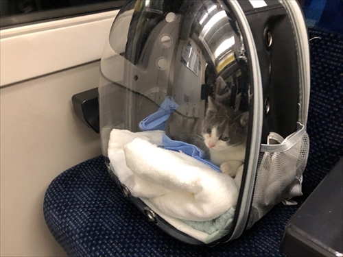 お迎え初日から元気な猫ちゃん