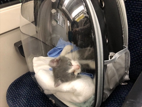 お迎え初日から元気な猫ちゃん