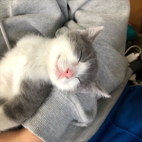 お迎え初日から元気な猫ちゃん