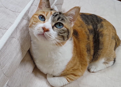 見上げる菊ちゃん