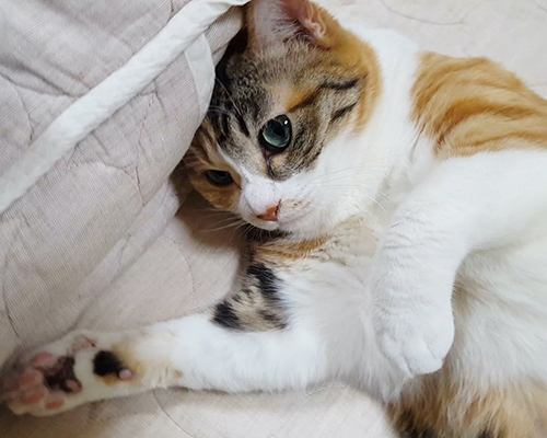 寝転がる菊ちゃん