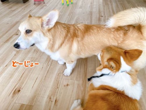 hajimetenocorgi