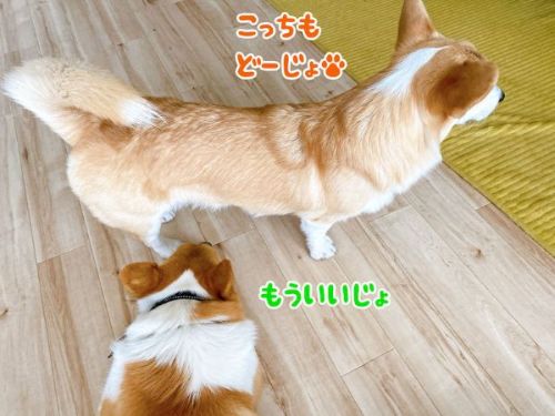 firstcorgi