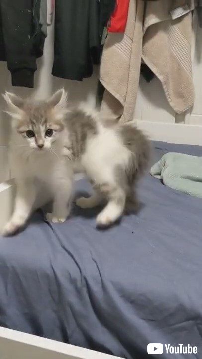 やんのかステップ