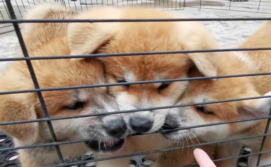 ケルベロス 秋田犬 子犬 秋田犬保存会 あきほ 秋田犬会館