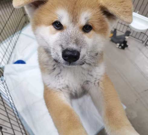 ケルベロス 秋田犬 子犬 秋田犬保存会 あきほ 秋田犬会館