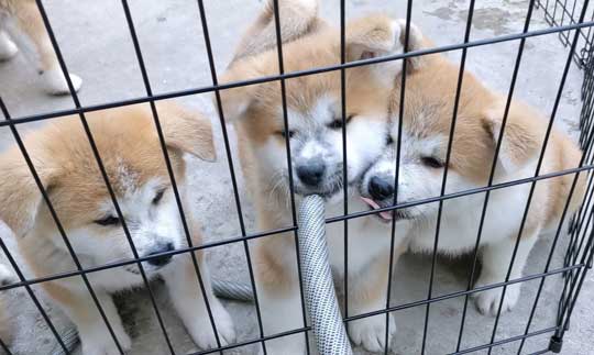ケルベロス 秋田犬 子犬 秋田犬保存会 あきほ 秋田犬会館