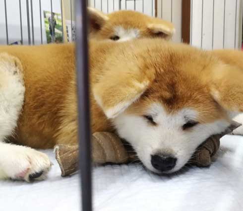 ケルベロス 秋田犬 子犬 秋田犬保存会 あきほ 秋田犬会館