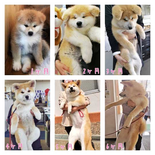 ケルベロス 秋田犬 子犬 秋田犬保存会 あきほ 秋田犬会館