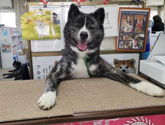ケルベロス 秋田犬 子犬 秋田犬保存会 あきほ 秋田犬会館