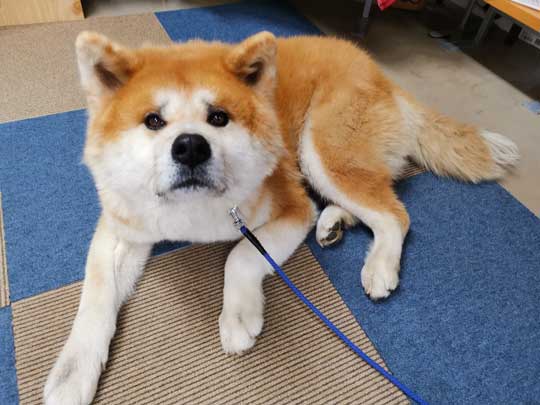 ケルベロス 秋田犬 子犬 秋田犬保存会 あきほ 秋田犬会館