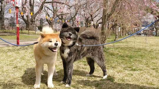 ケルベロス 秋田犬 子犬 秋田犬保存会 あきほ 秋田犬会館