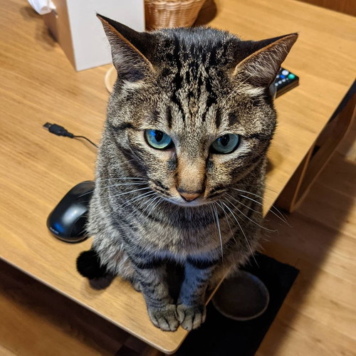 「トラちゃんのゴロゴロ音」