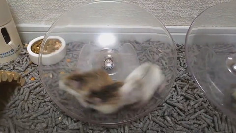 謎ルールハムちゃんレース