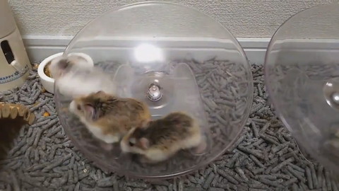 謎ルールハムちゃんレース