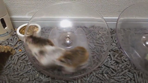 謎ルールハムちゃんレース