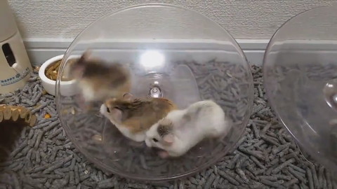 謎ルールハムちゃんレース