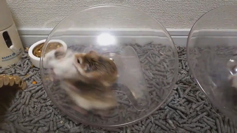 謎ルールハムちゃんレース