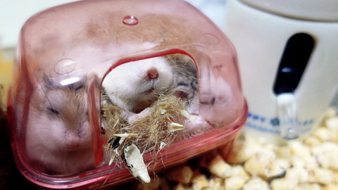 ハムちゃんいろいろ